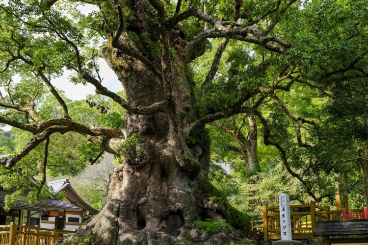 日本一の大楠