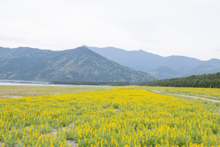 柏原海岸のルーピン畑