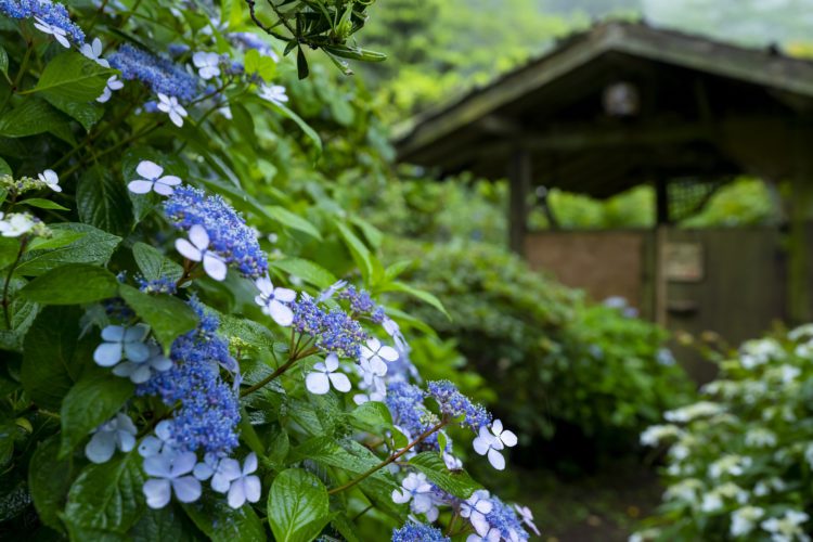 東雲の里あじさい園