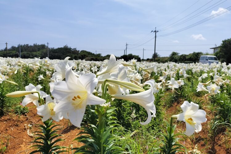 えらぶ百合(笠石海浜公園)