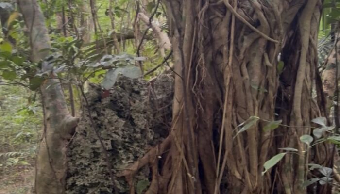 義名山の森 <br>~本来の徳之島の姿を見に行こう~